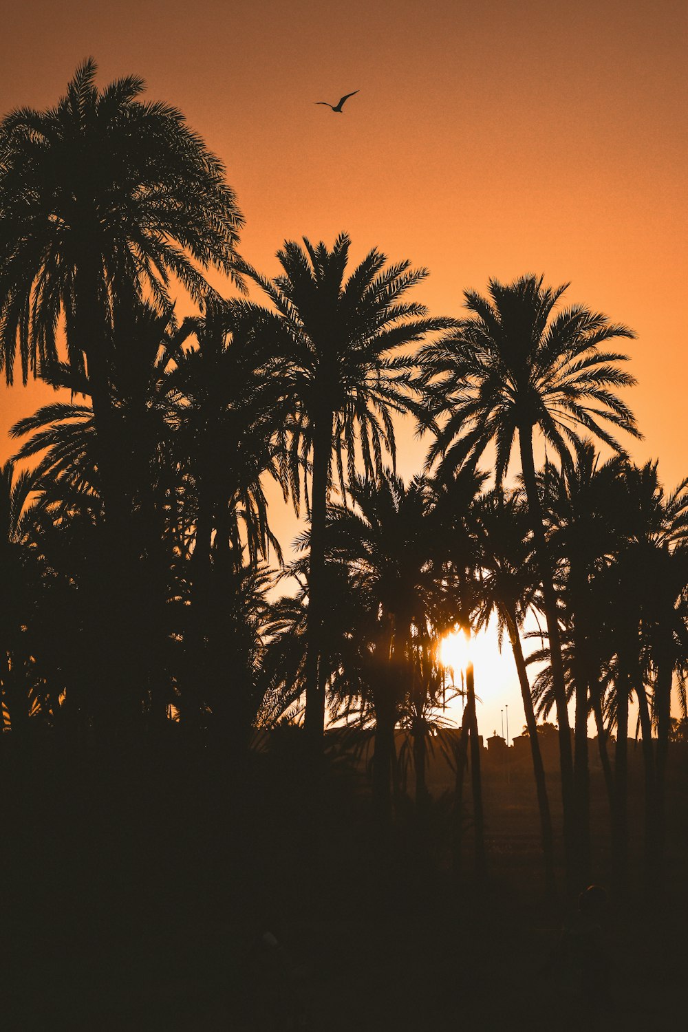 Silueta de palmeras durante la puesta del sol