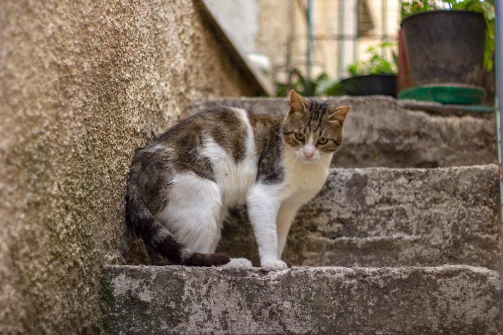 white and brown cat on gray concrete wall