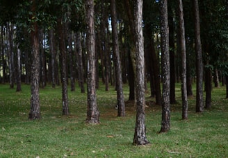 latex rubber trees