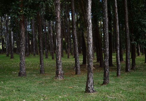 latex rubber trees