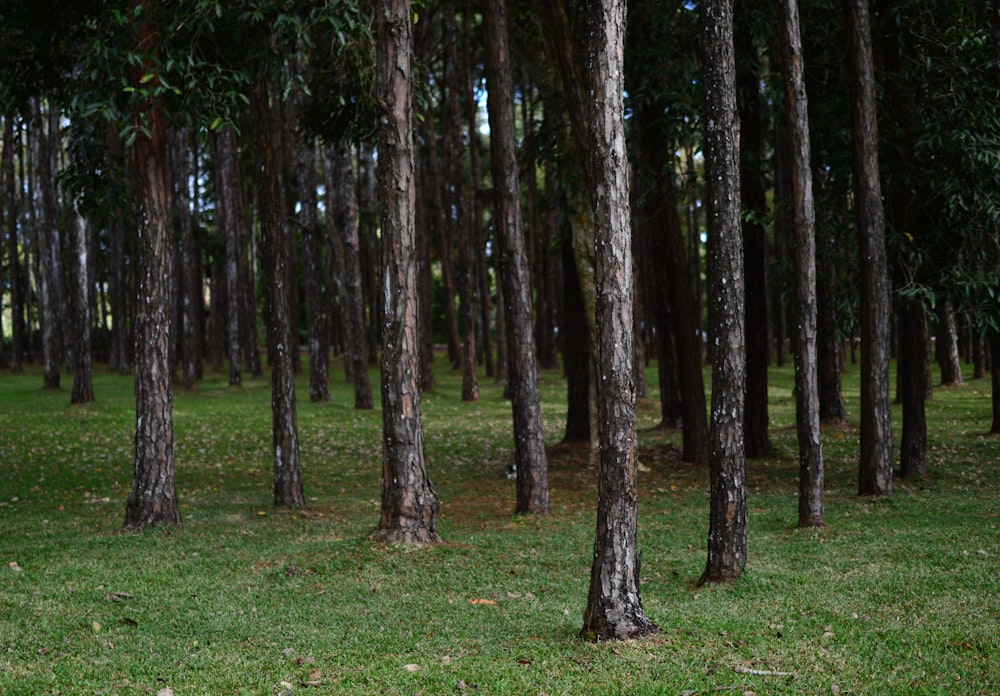 green grass field with trees