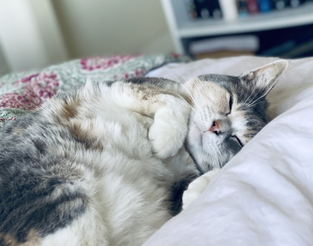 white and brown cat lying on white textile