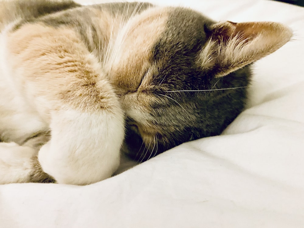 brown tabby cat lying on white textile