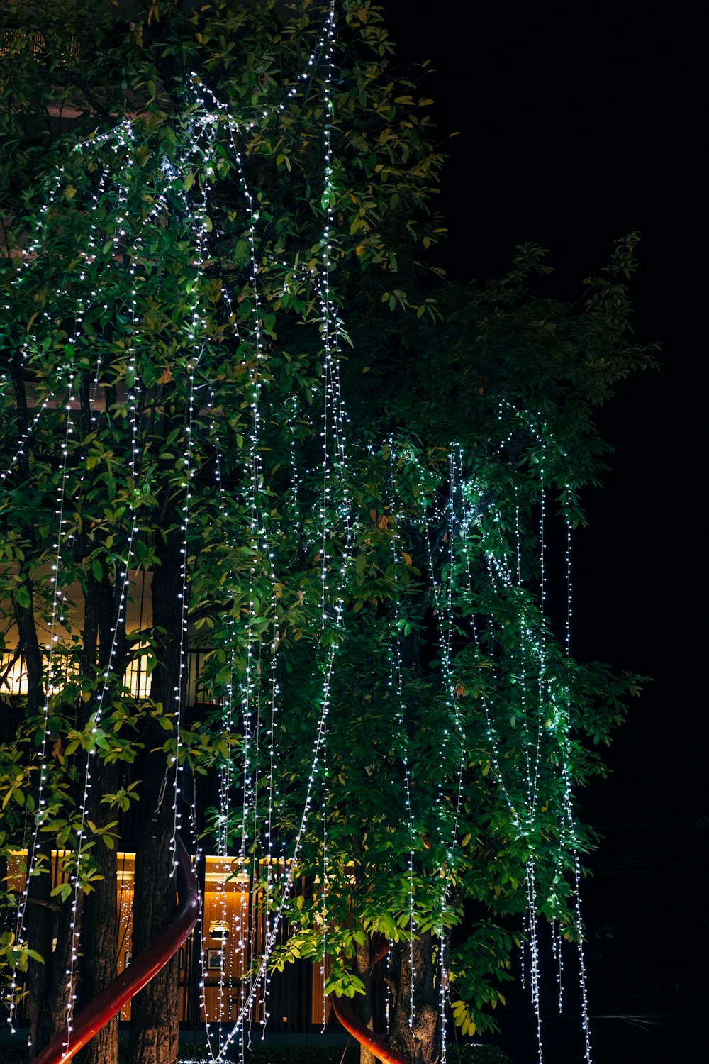 green trees with string lights during night time