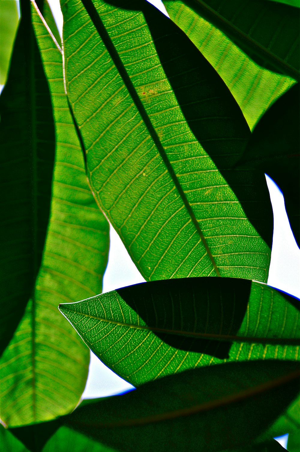 green leaf tree during daytime