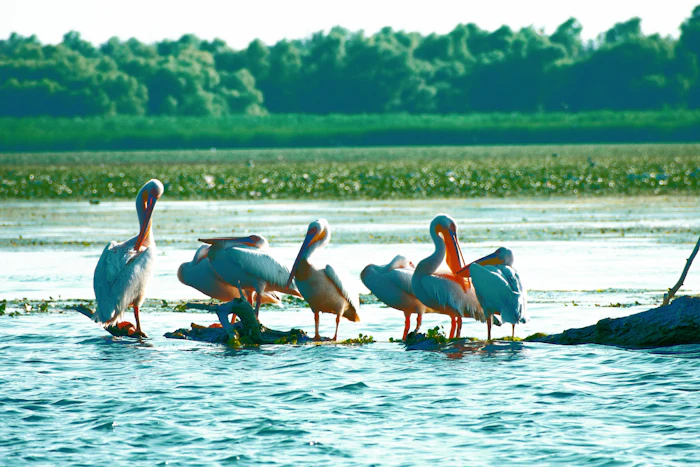 Delta Dunării