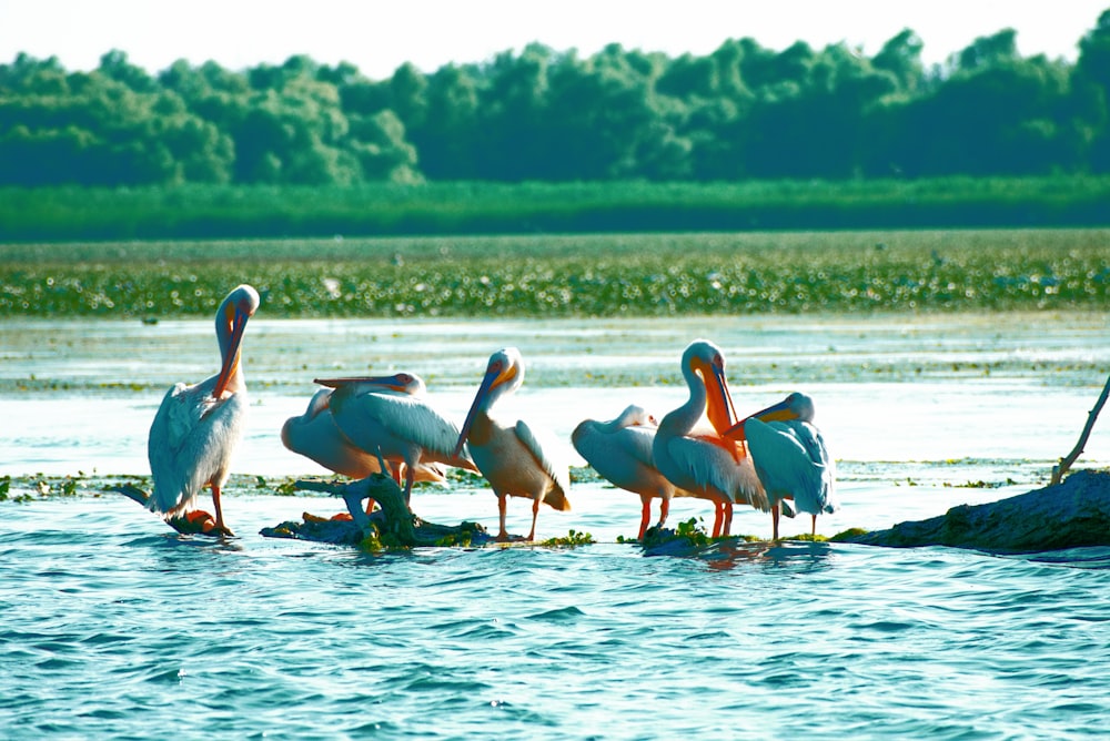 flock of pelicans on water during daytime
