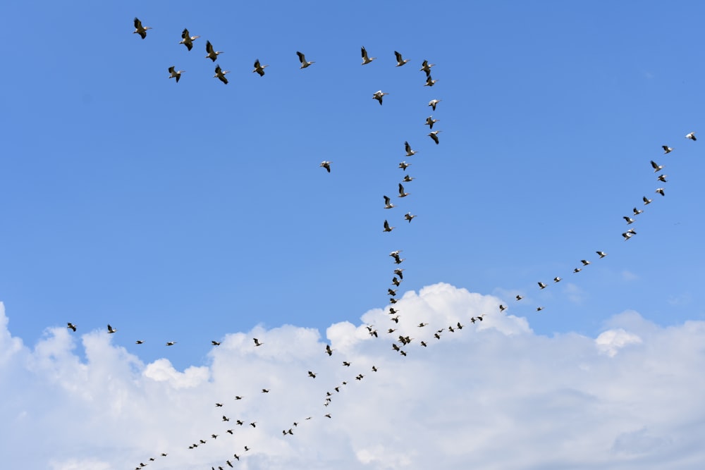 flock of birds flying under blue sky during daytime