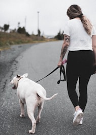 woman in white shirt and black pants holding white short coat large dog