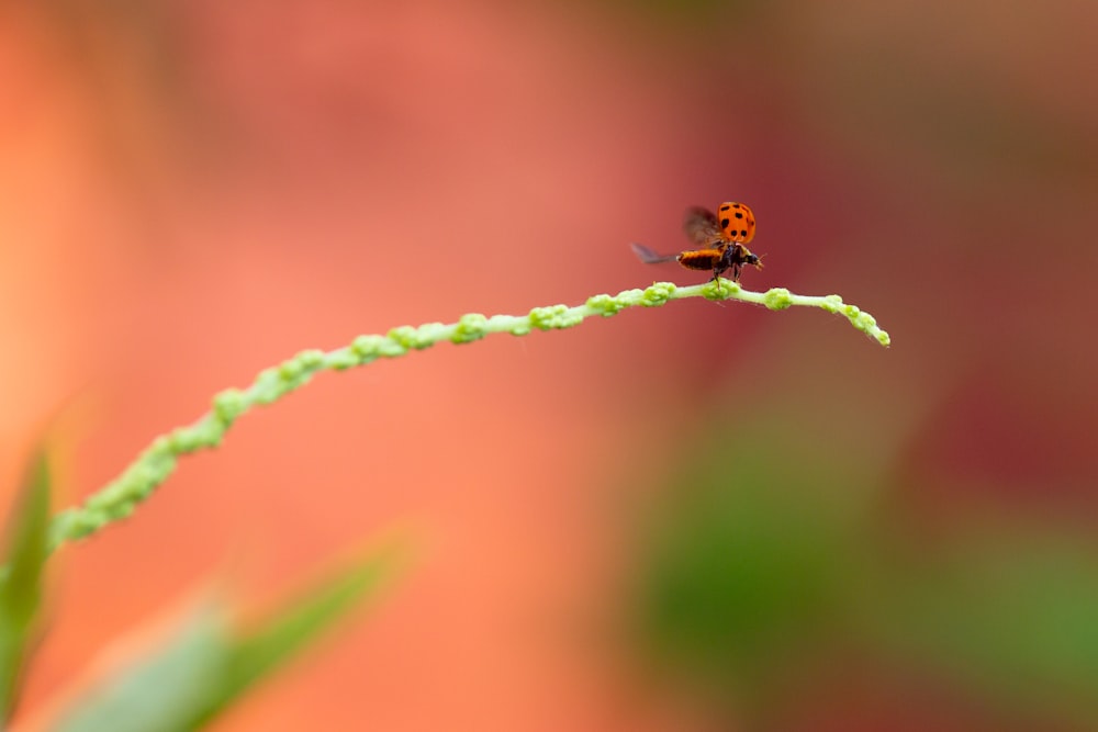 brown and black bee on green plant stem