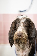 A dog with long, wet fur appears to be in a bath or grooming area. The coat is soapy, especially on the face and ears. The background has light pink tiles and a white wall.