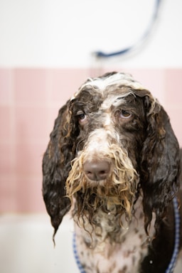 A happy dog getting a gentle bath with bubbles around in a bright grooming salon.