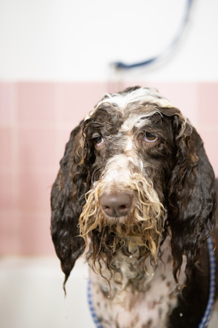 Close-up of a dog enjoying a gentle bath with purple towels in the background