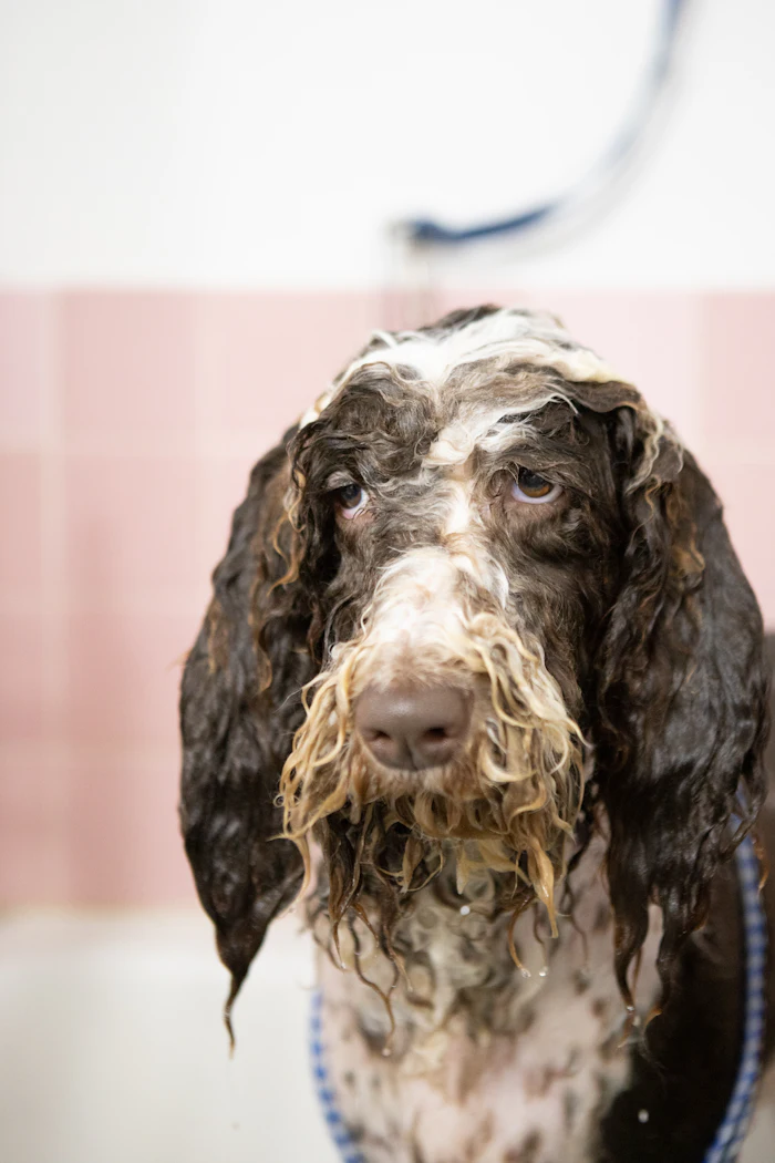 Perro blanco con negro durante su baño con espuma