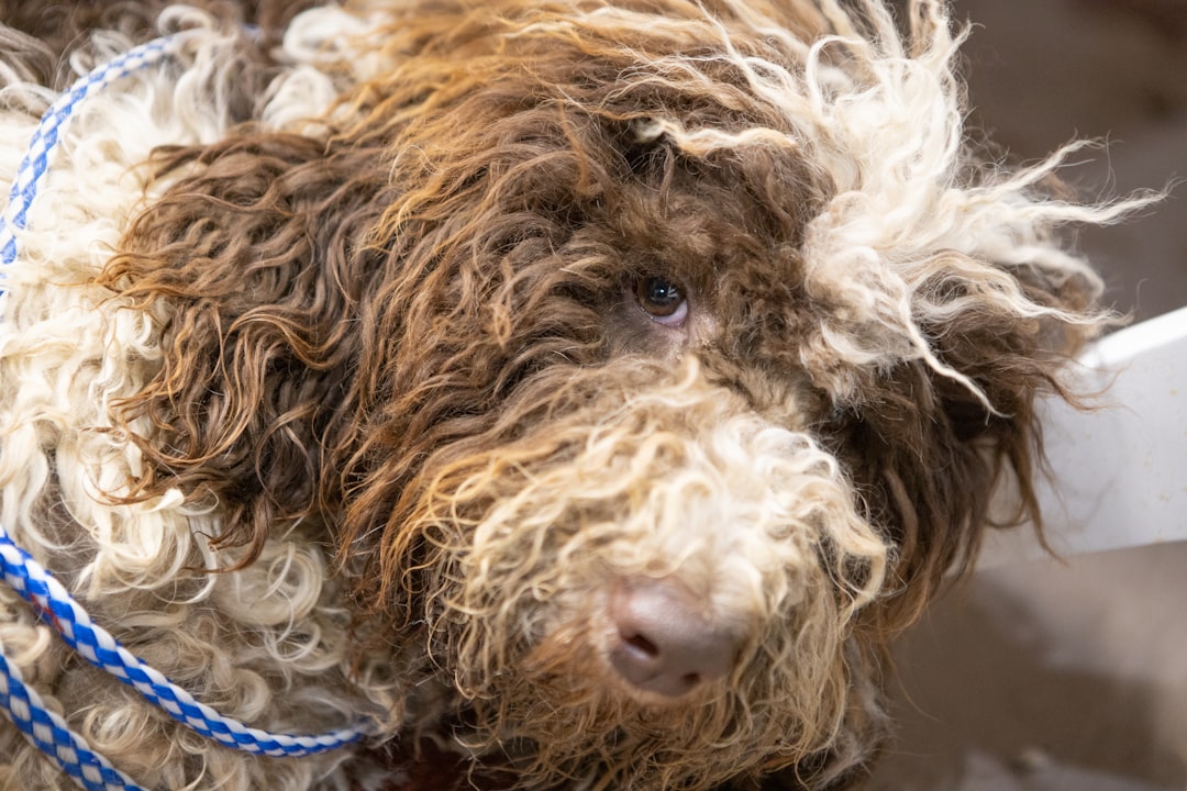 brown and white curly coated dog, A neglected rescue dog prepares to be groomed.