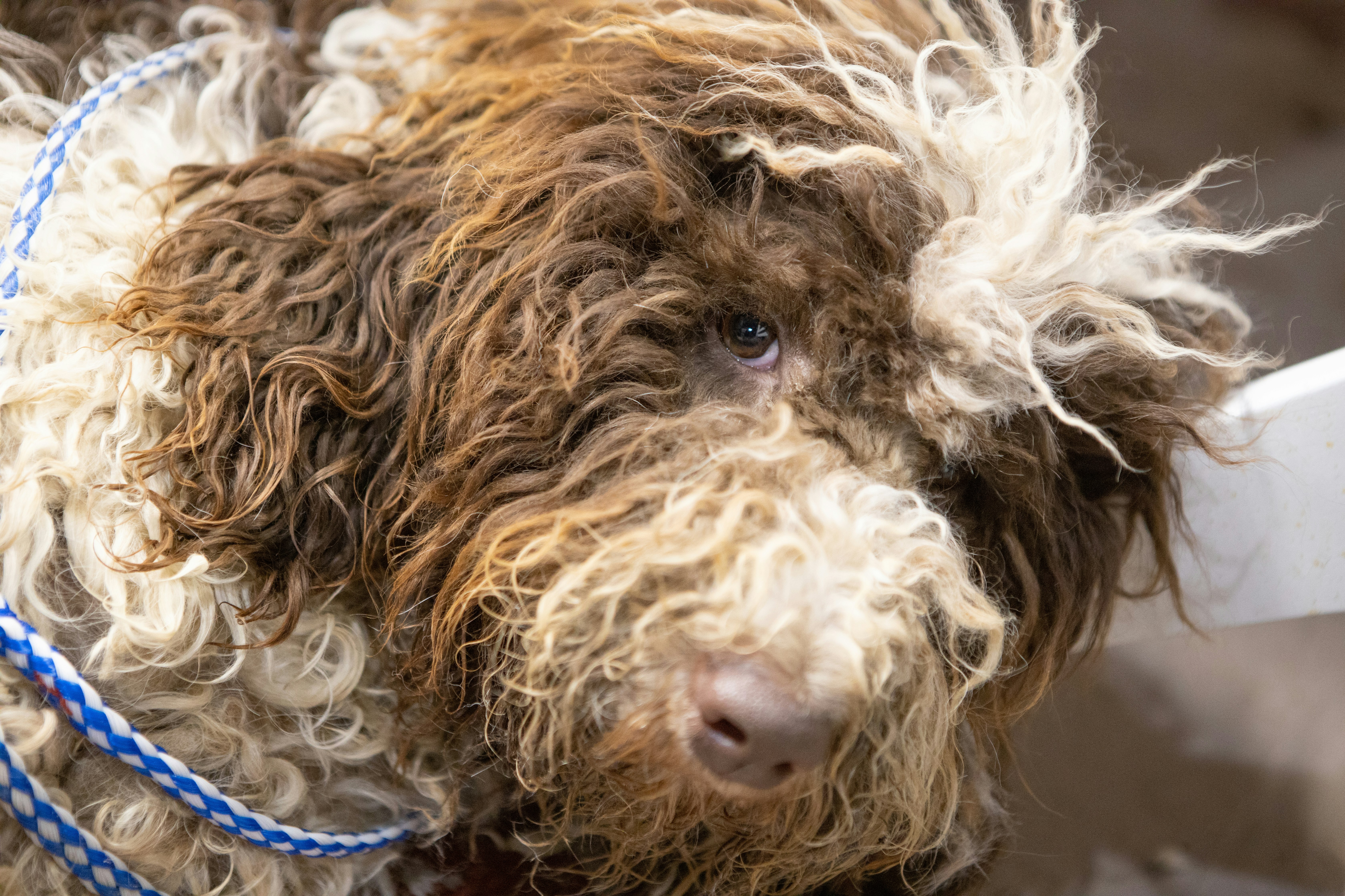 A neglected rescue dog prepares to be groomed. 