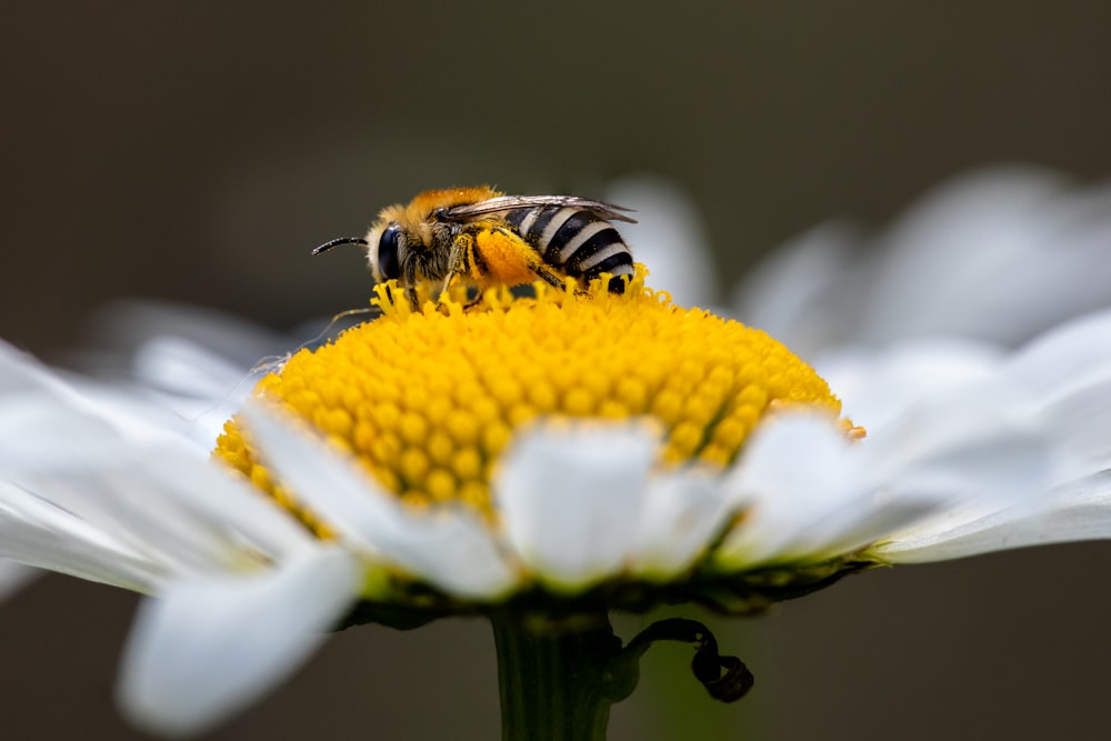 black and yellow bee on white flower