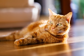 orange tabby cat lying on brown wooden table