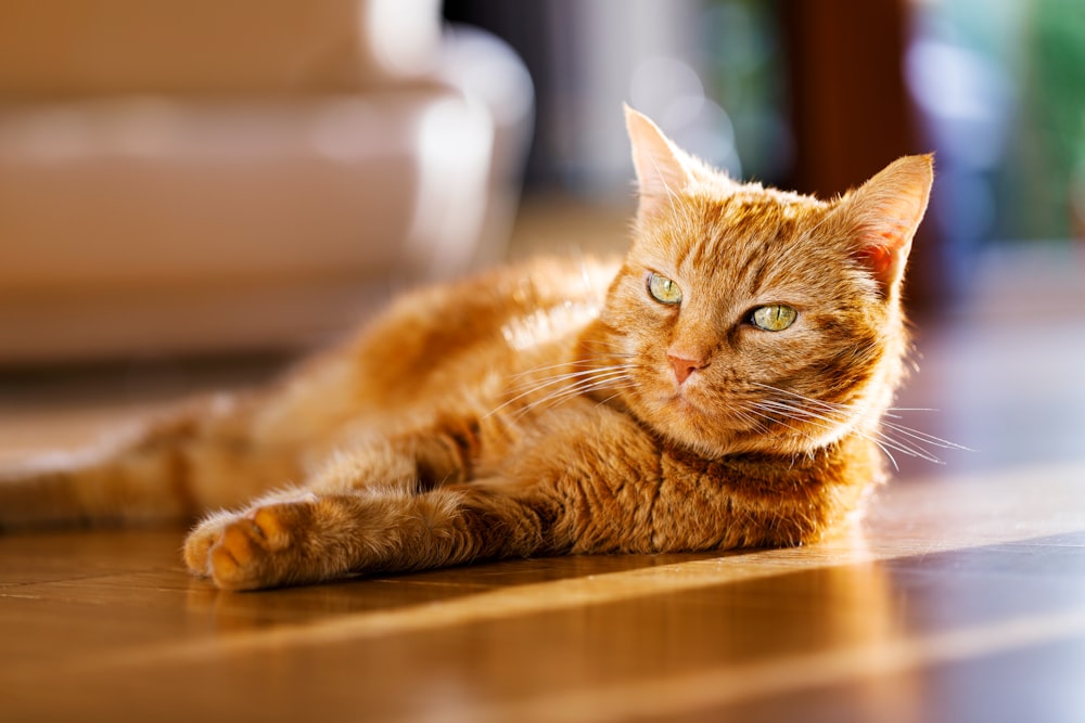 orange tabby cat lying on brown wooden table