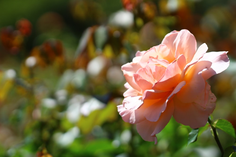 pink rose in bloom during daytime