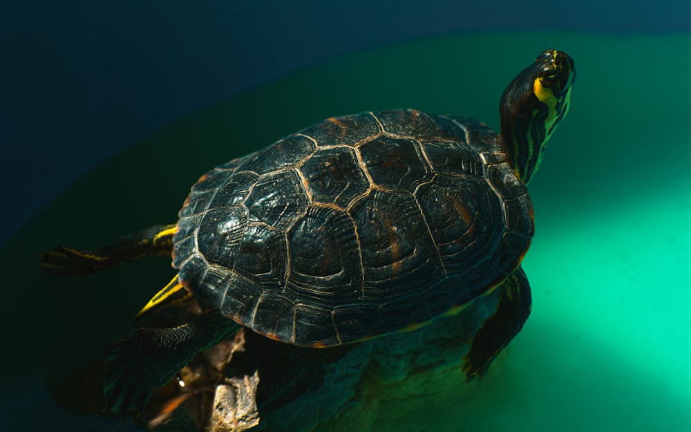 black and yellow turtle swimming on blue water