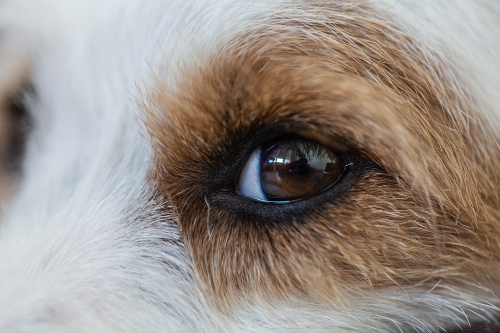 white and brown long coated dog