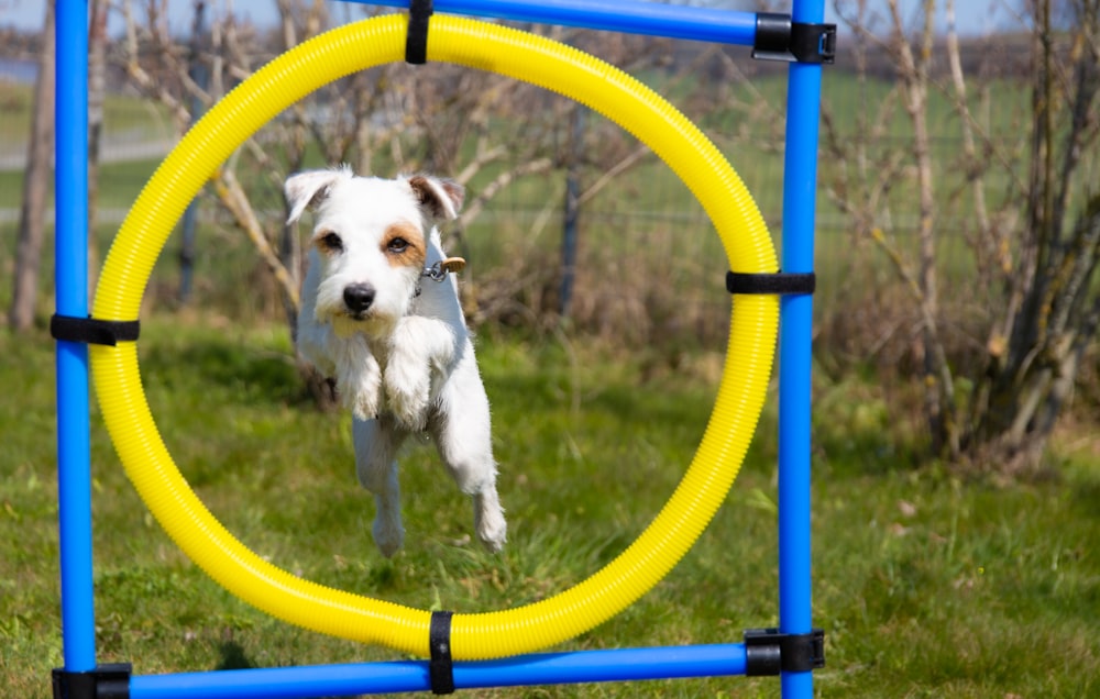 white and brown short coated dog on yellow and blue metal bar