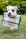 white and brown short coated dog on blue and white plaid textile