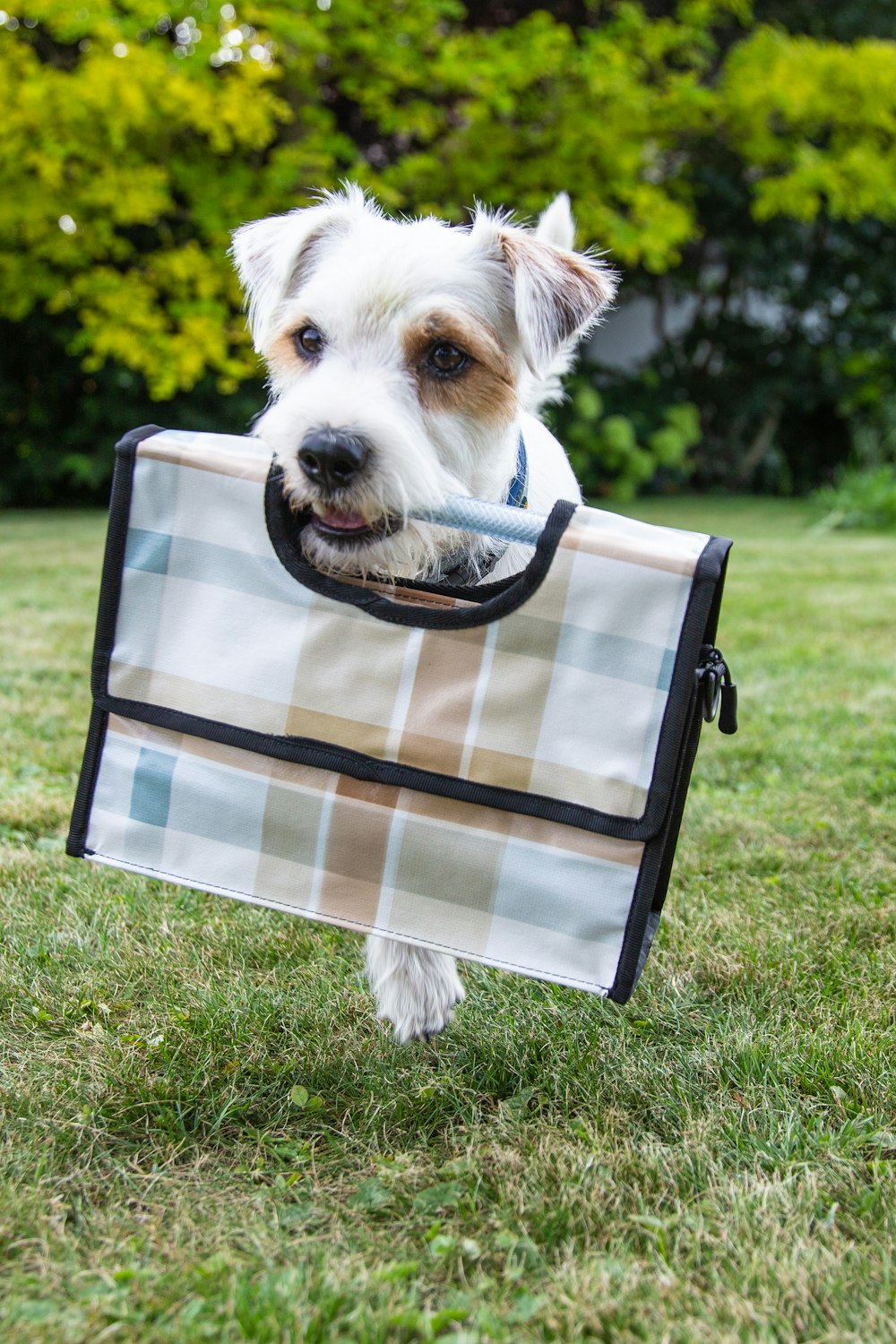 white and brown short coated dog on blue and white plaid textile