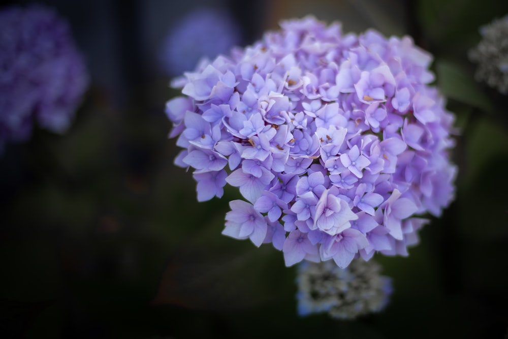 white and purple flower in close up photography