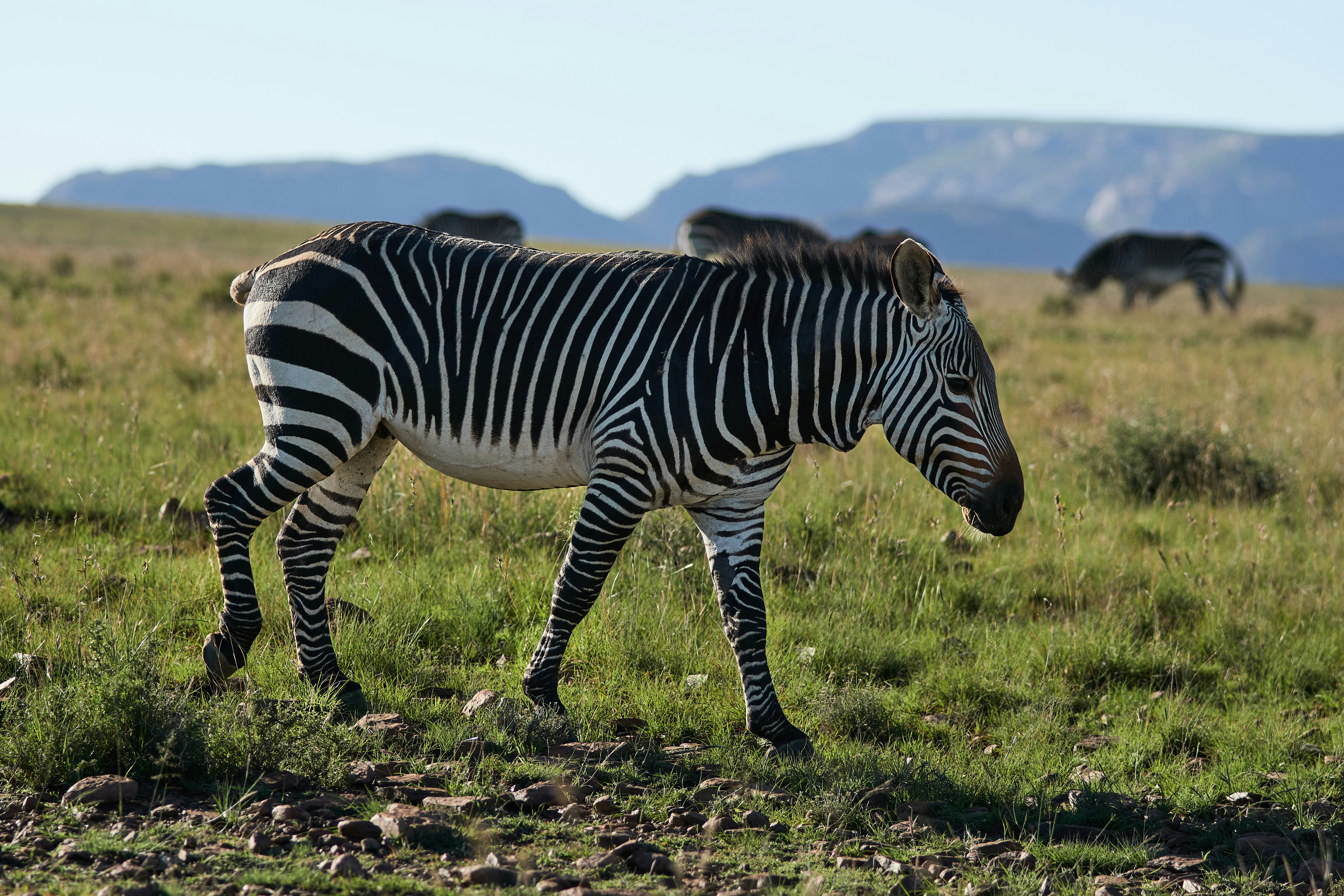 Photo by wolfgang_hasselmann