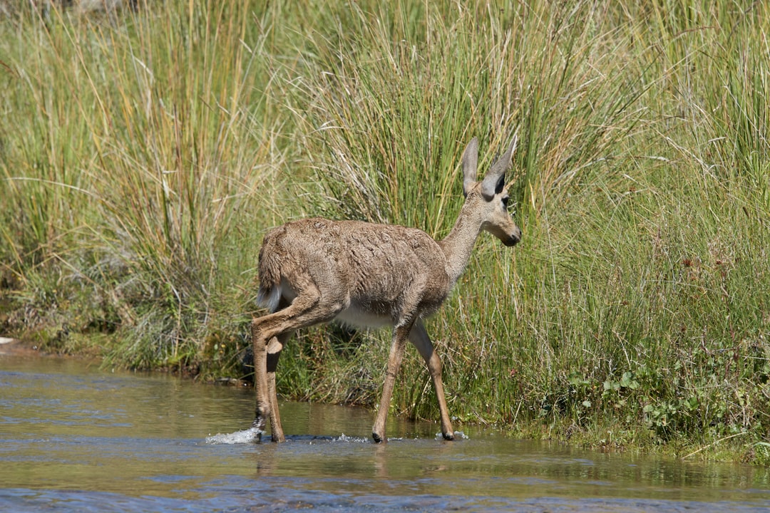 brown deer on green grass field during daytime