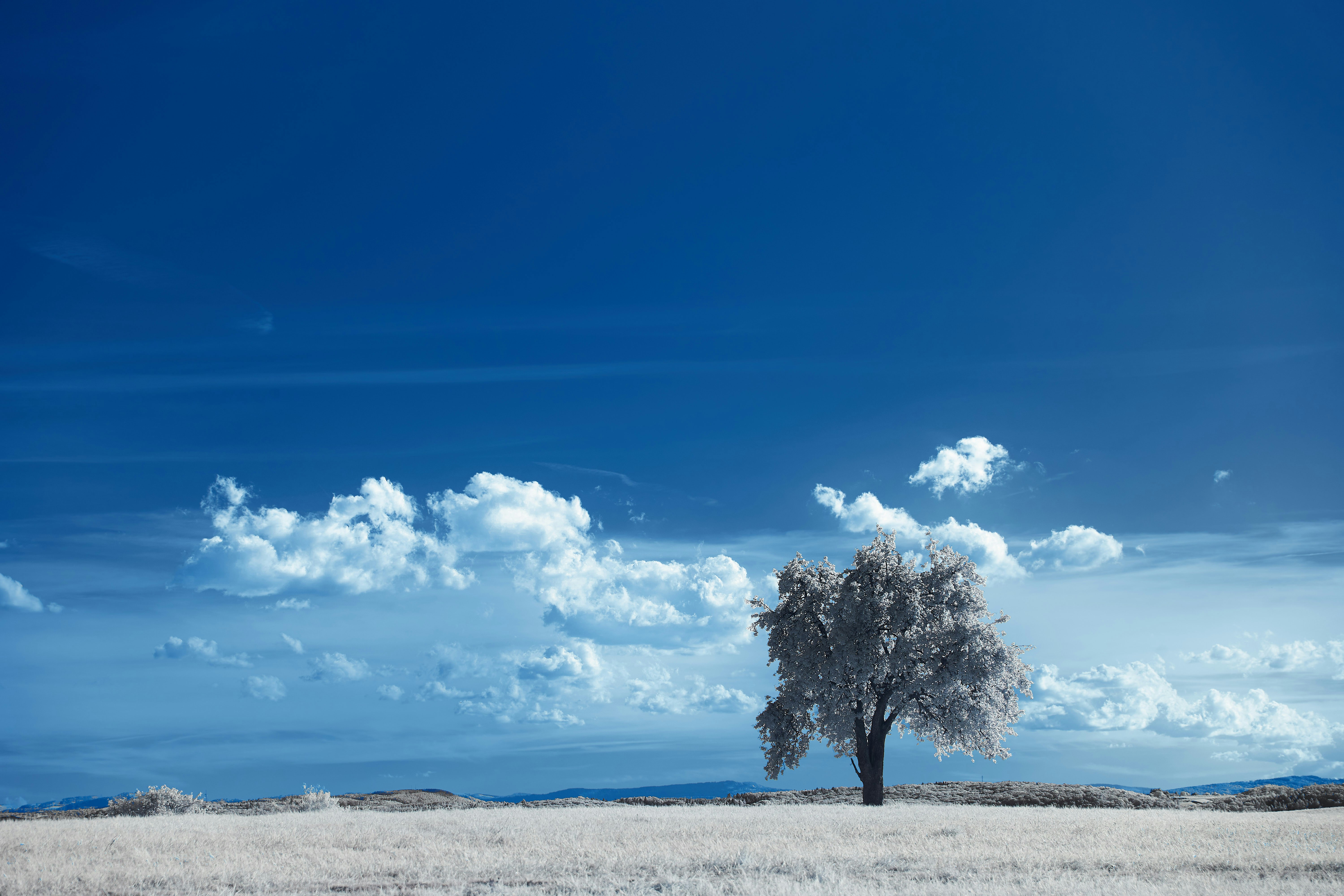 Photo by wolfgang_hasselmann