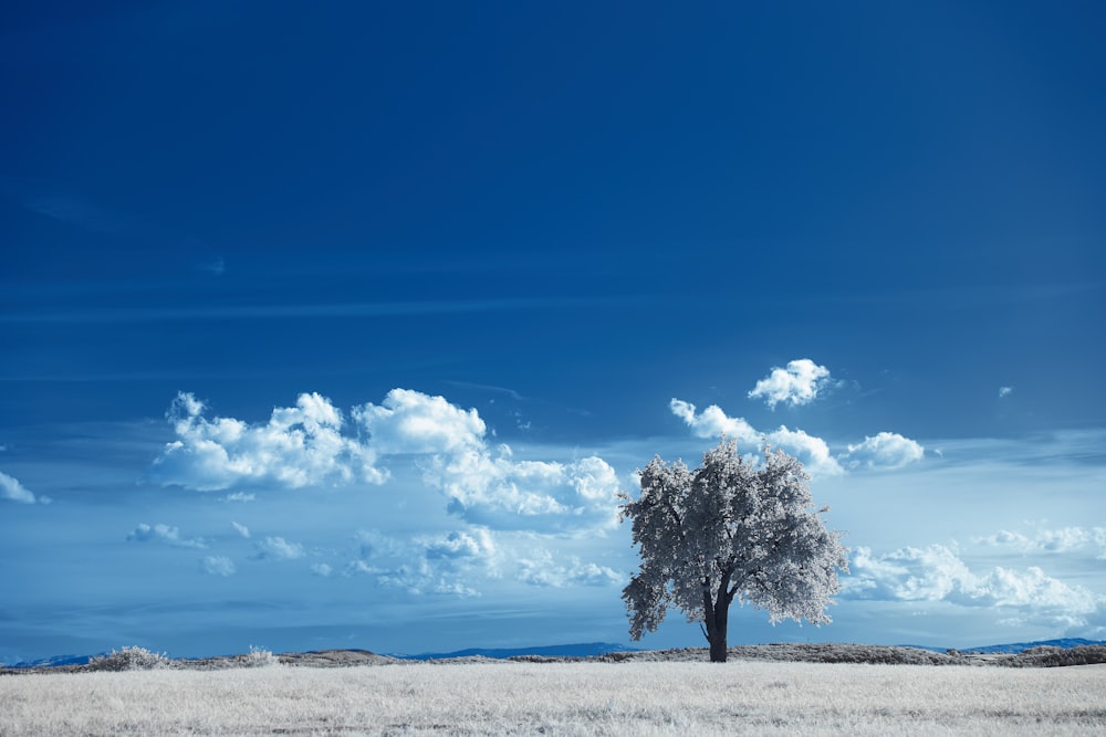 green tree on white sand under blue sky during daytime