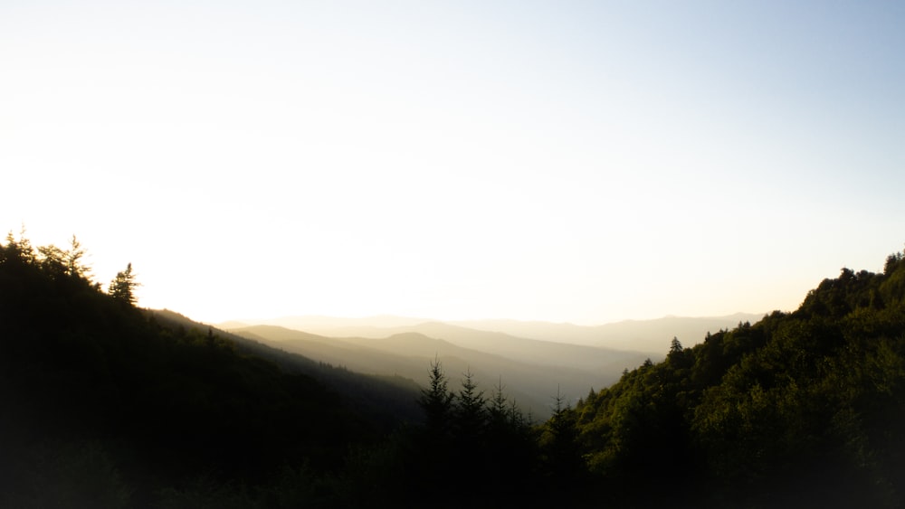 green trees on mountain during daytime