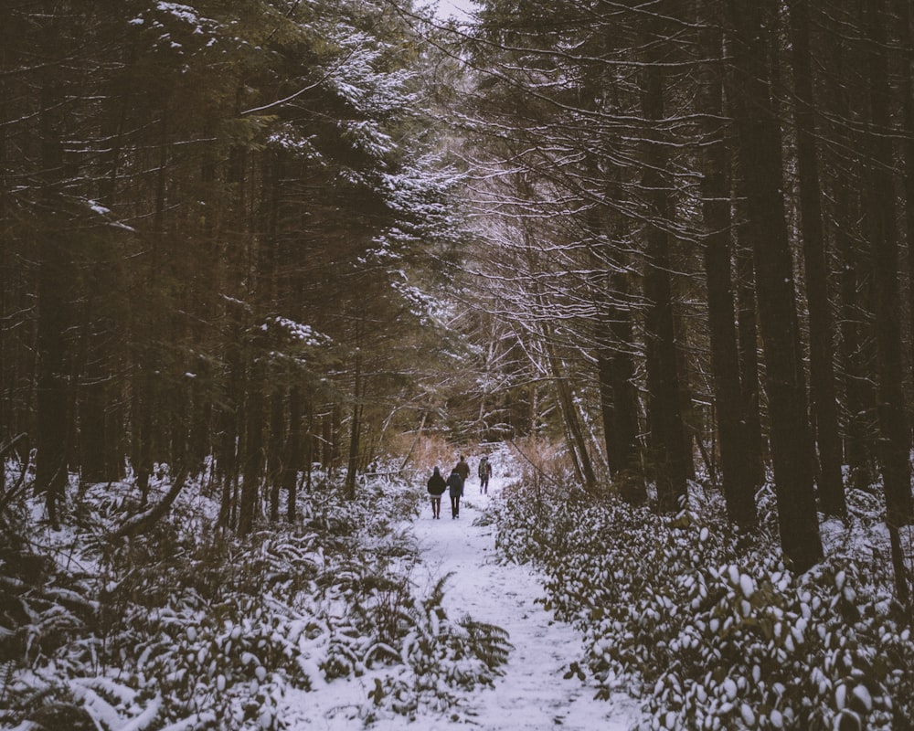 person in black jacket walking on snow covered ground near trees during daytime