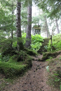 A serene forest scene symbolizing growth and natural leadership.