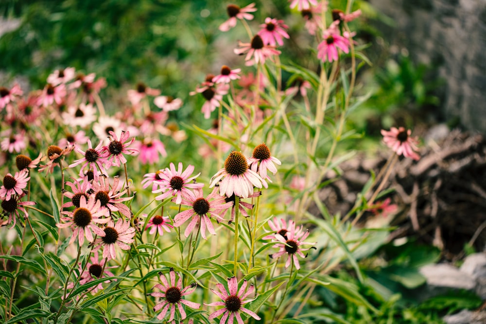 pink flowers in tilt shift lens