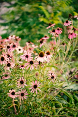 pink flowers in tilt shift lens
