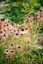 pink flowers in tilt shift lens