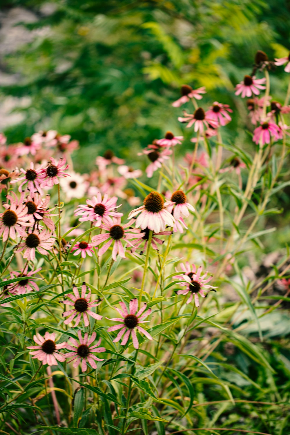 flores cor-de-rosa na lente tilt shift