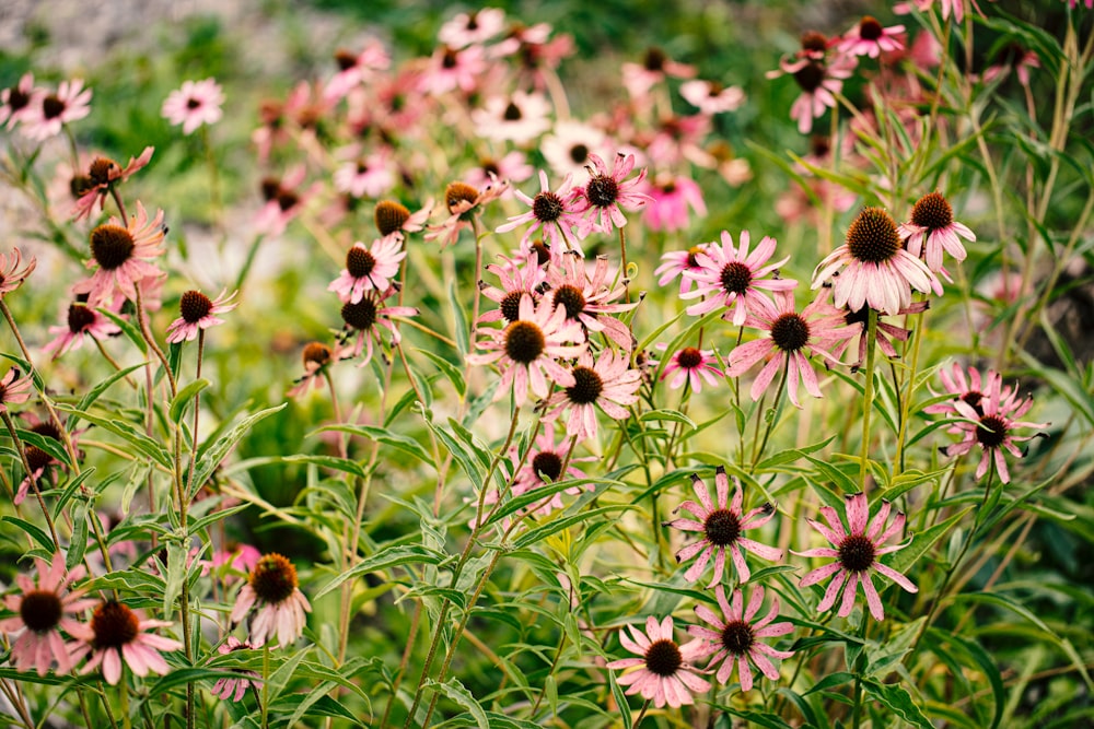 pink and yellow flowers in tilt shift lens