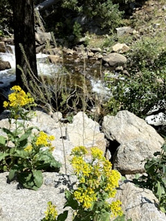 Wildflowers blooming along a creek in the heart of the Smoky Mountains.