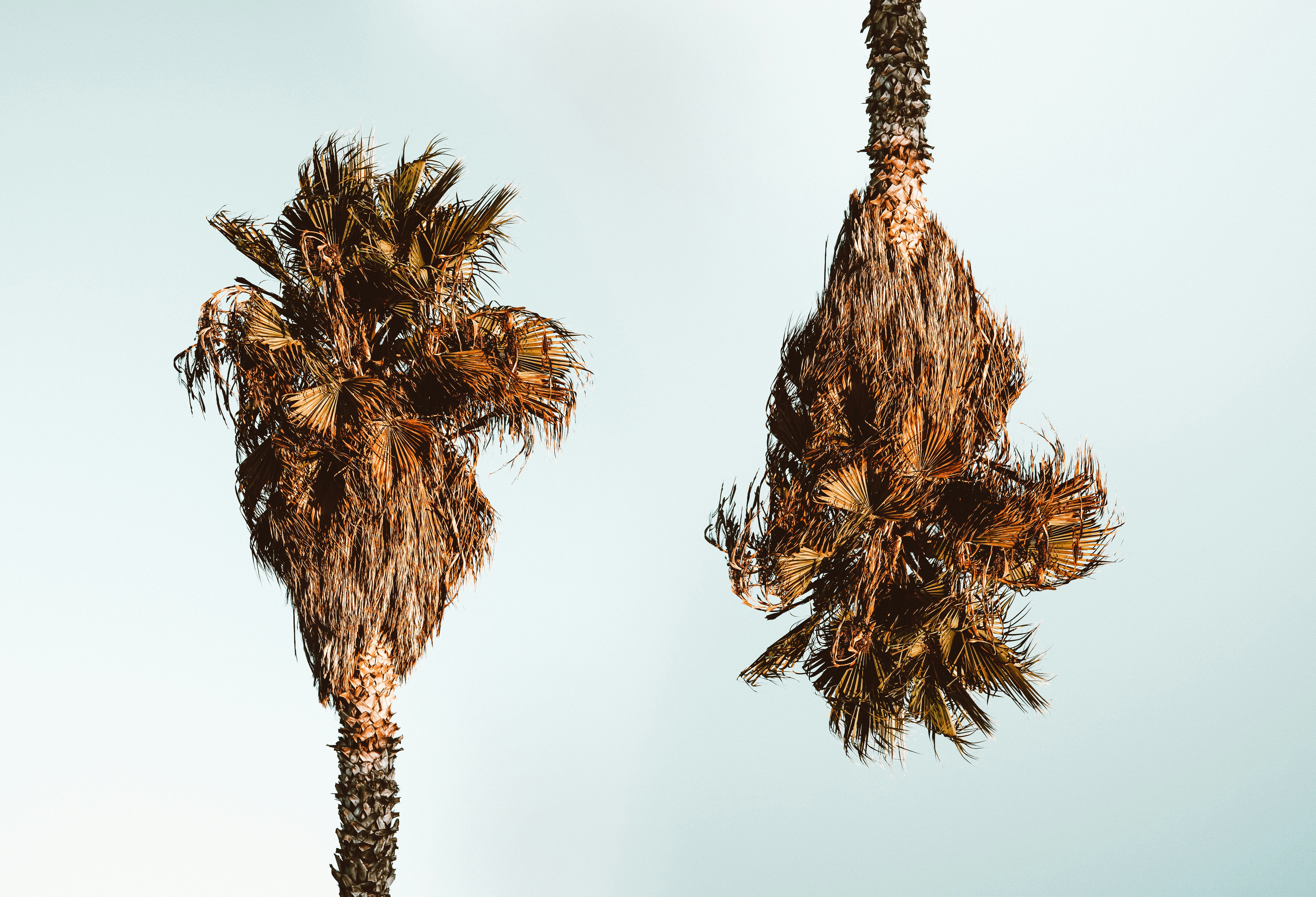 brown tree under white sky