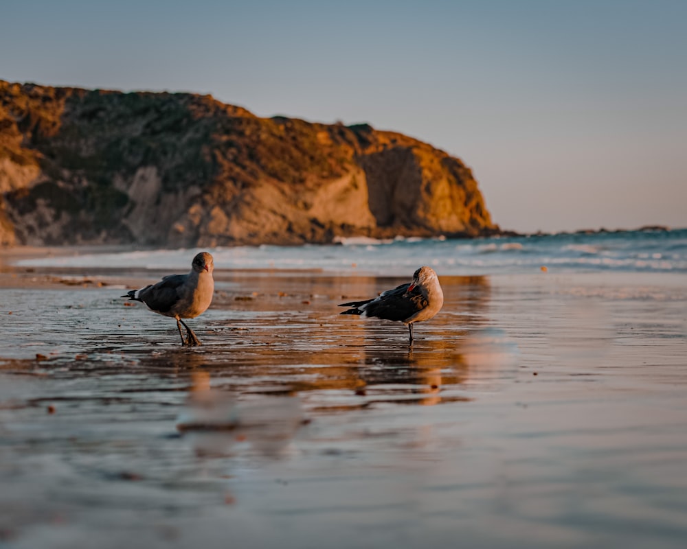 three birds on shore during daytime