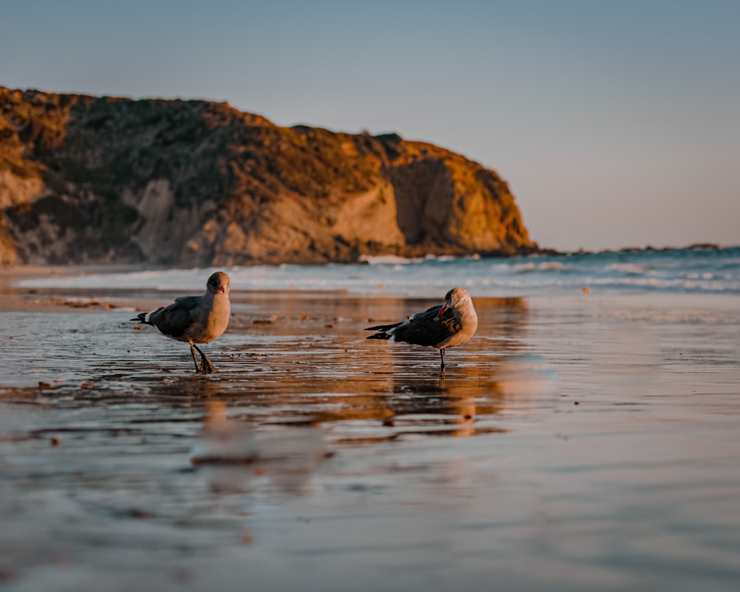 Wildlife photo spot Dana Strands Beach La Jolla