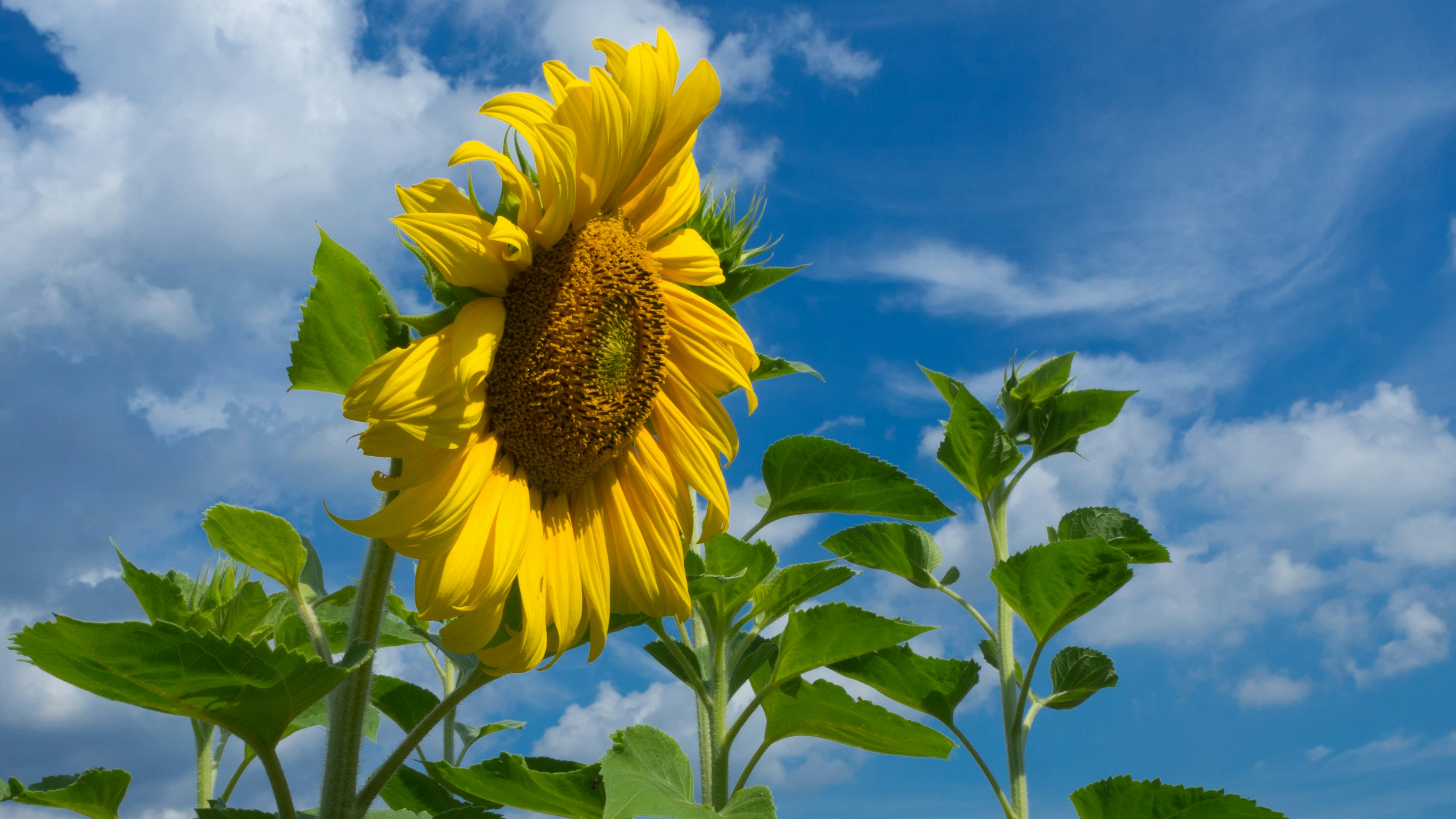 Photo by wimvanteinde