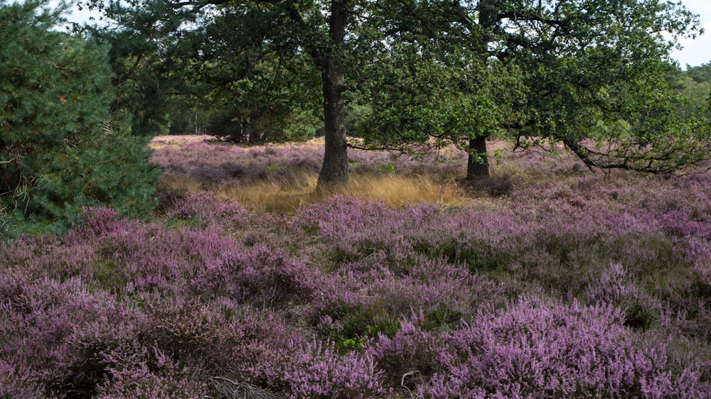 a field full of purple flowers and trees