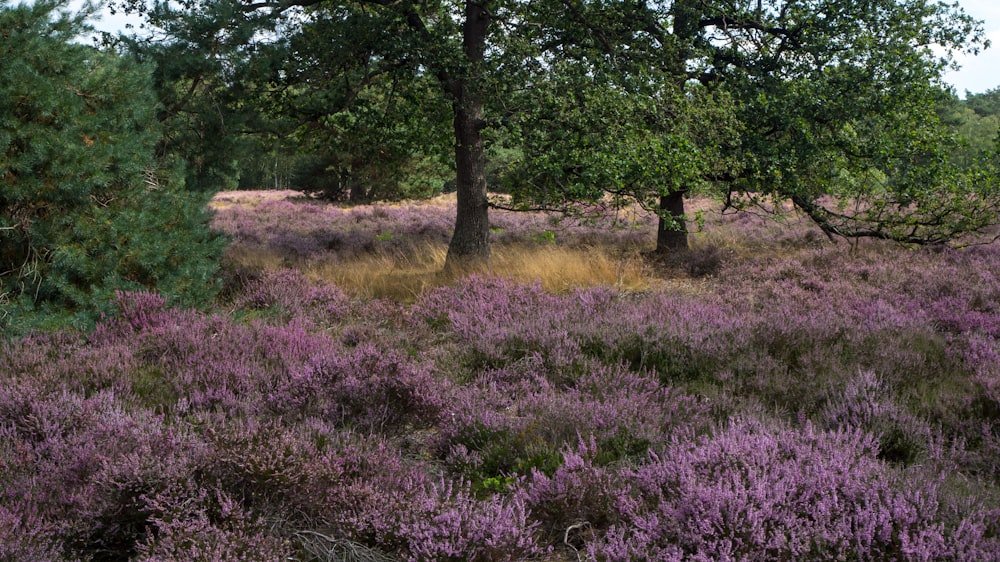 Un campo lleno de flores y árboles de color púrpura