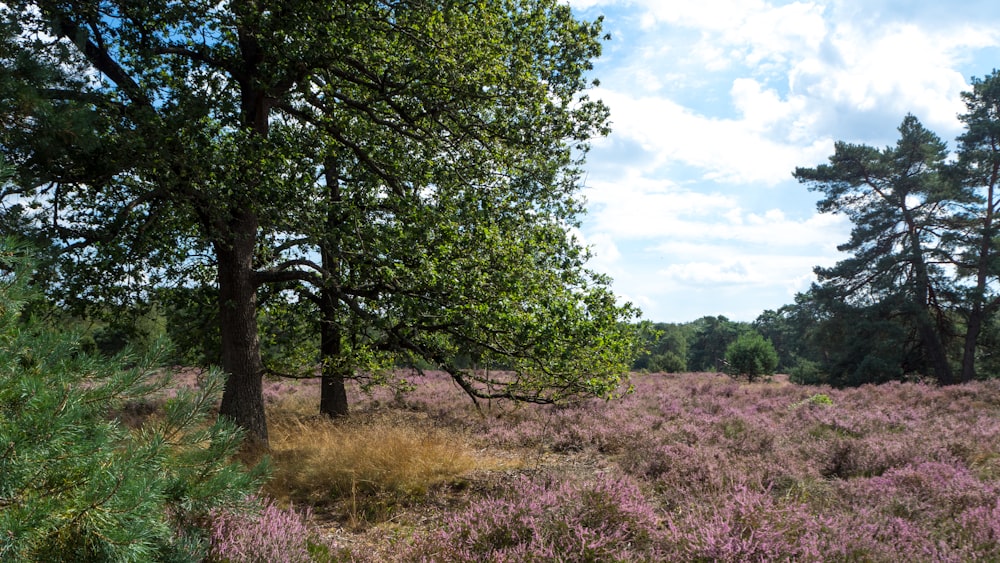 a field of purple flowers and trees under a blue sky